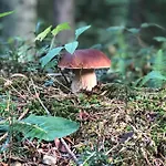 Urocze Muszyna