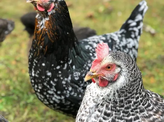 Alloggio in famiglia Urocze *