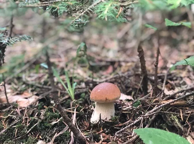 Alloggio in famiglia Urocze