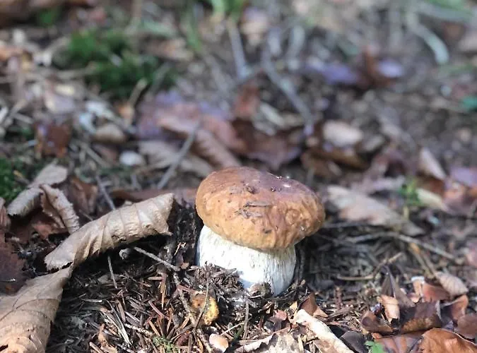 Alloggio in famiglia Urocze *