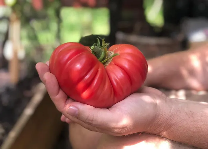 בית אירוח Urocze *