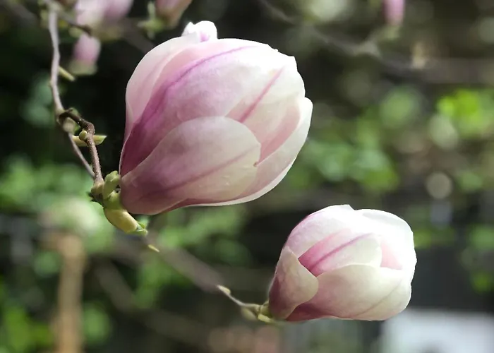 Urocze מוז'ינה