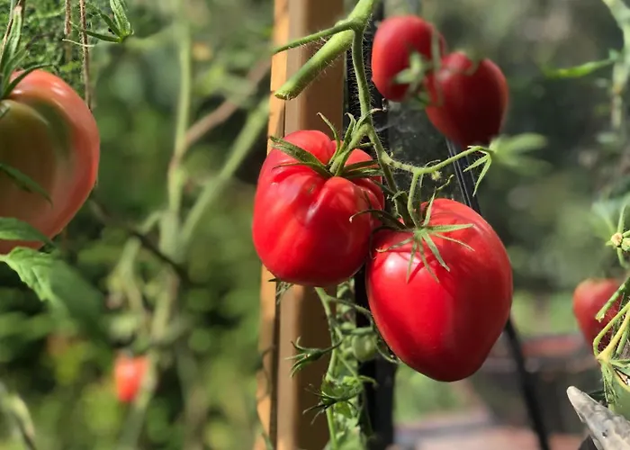 Urocze * מוז'ינה